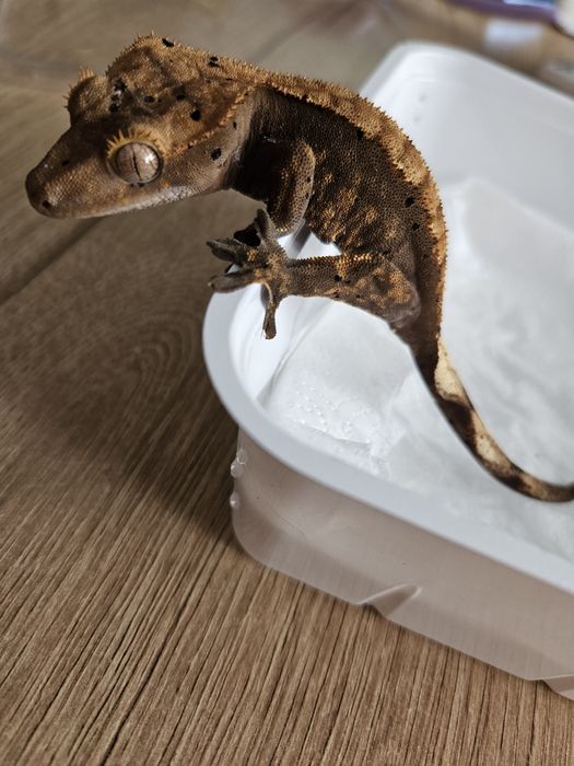 gekon orzęsiony (correlophus ciliatus) samiec