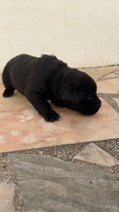 Labrador preto femea com Lop