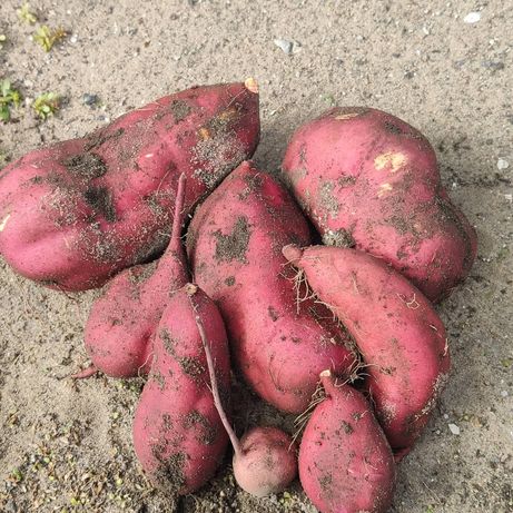 Батат(50 грн/кг)"сладкий картофель"Урожай 2022