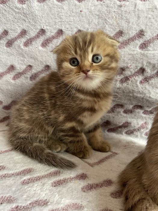 Миленька віслоуха дівчинка , кошеня , золота шиншила