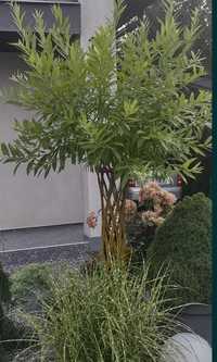 KrólewskaGigant pleciona wierzba gruba ,,palma" orginał w ogrodzie