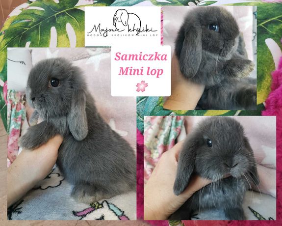 Królik króliczek mini lop hodowla zarejestrowana 910-P