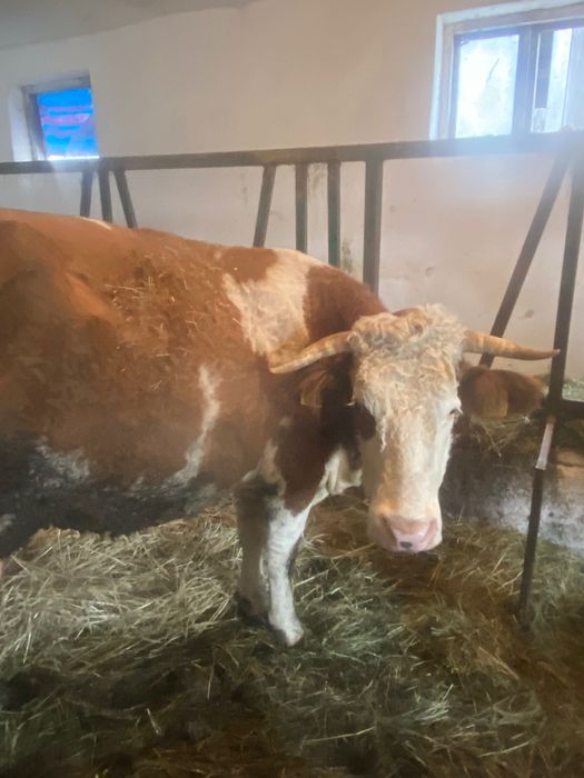 Sprzedam krowę, jałówkę likwidacja stada