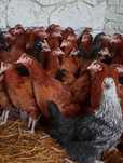 Kury nioski, rosa, dominant, leghorn, messa