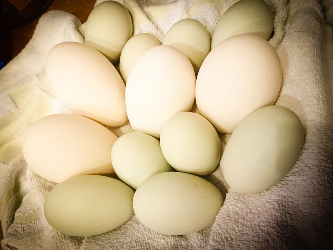 Jaja spożywcze i lęgowe gęsi garbonosej, kaczki francuskiej