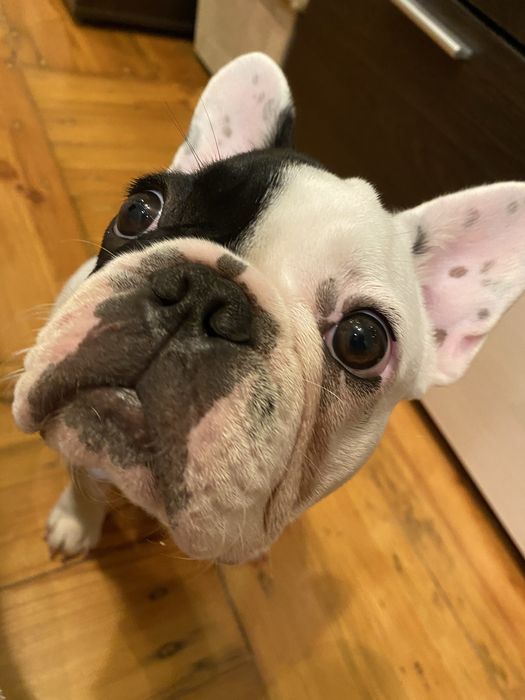 Цуценята французького бульдога