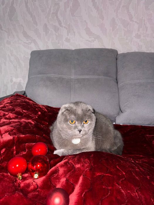 ‼️‼️‼️Пропав Котик Увага Небайдужим‼️‼️‼️