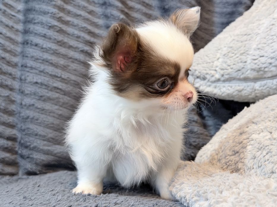 Chihuahua piesek bialo czekoladowy