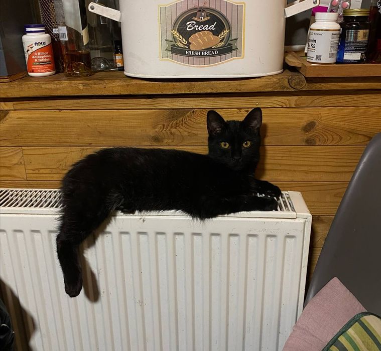 Чорненький котик Зевс шукає дім.