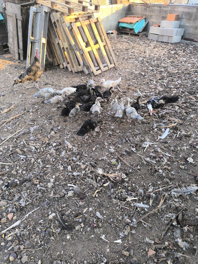 Patos mudos, vários tamanhos.