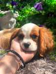 Malutki piesek cavalier king szkolenie wyprawka rodowód domowa hodowla