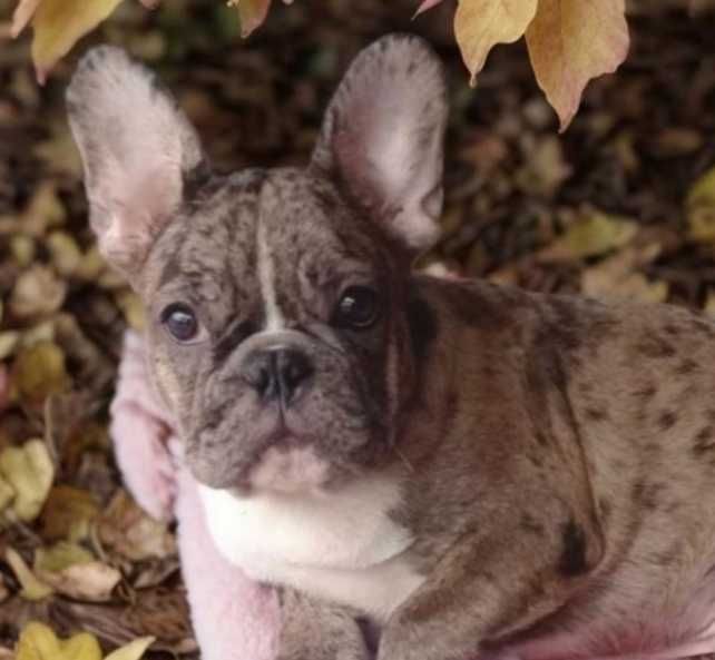 Французский бульдог. Мальчик мерле.