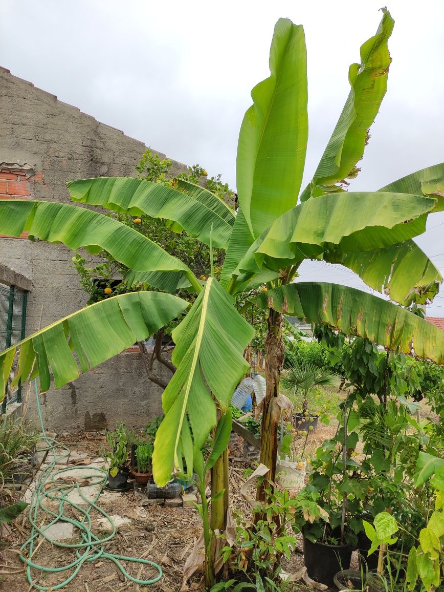 Bananeiras, cana de açúcar e pitangueiras envasadas