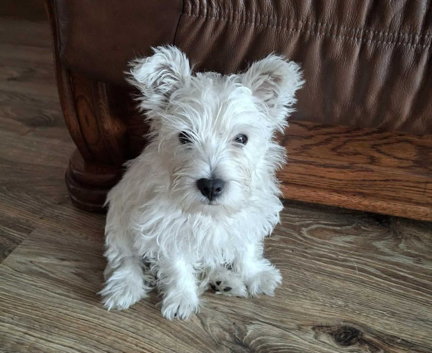 Szczeniaczek -suczka - West Highland White Terrier FCI