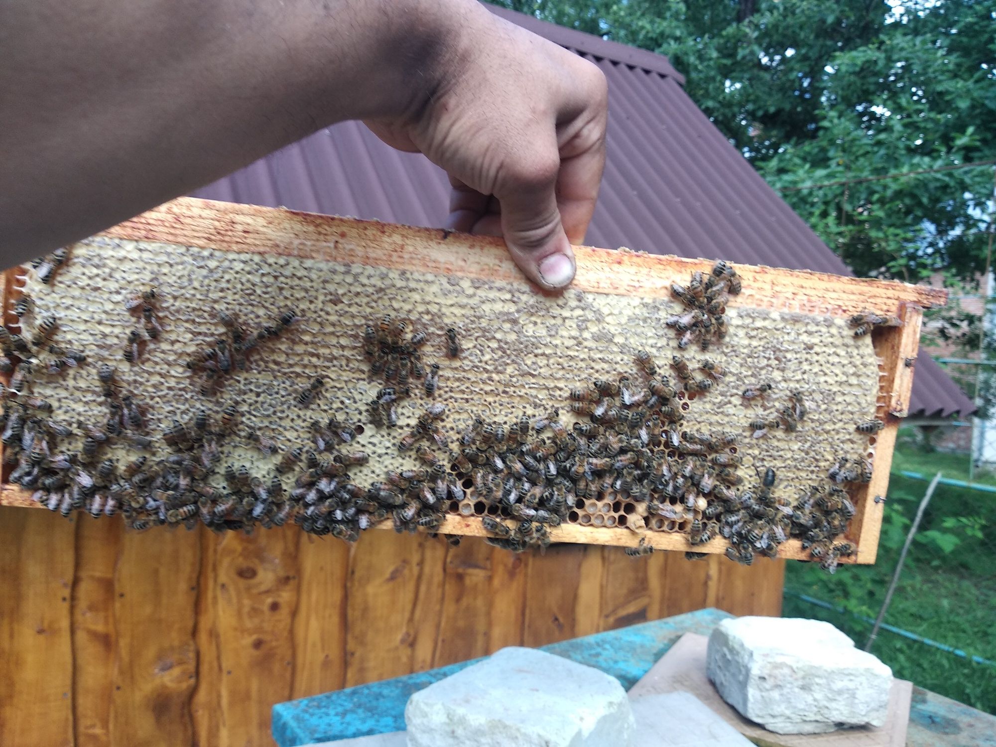 Бджолопакети , відводки , бджоли бакфаст