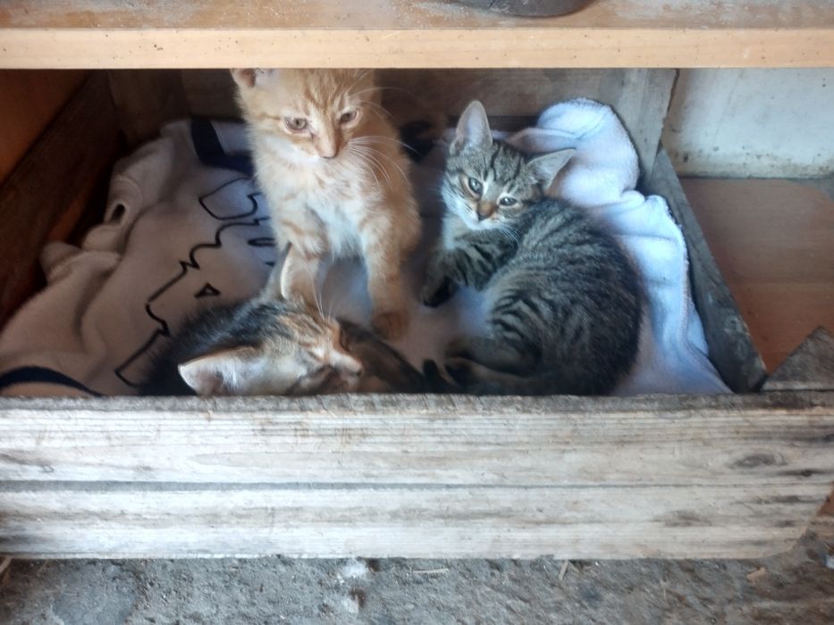 Oddam kocięta w dobre ręce