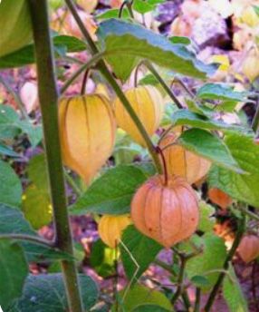 Physalis - Planta physalis, para cultivo - Fisális