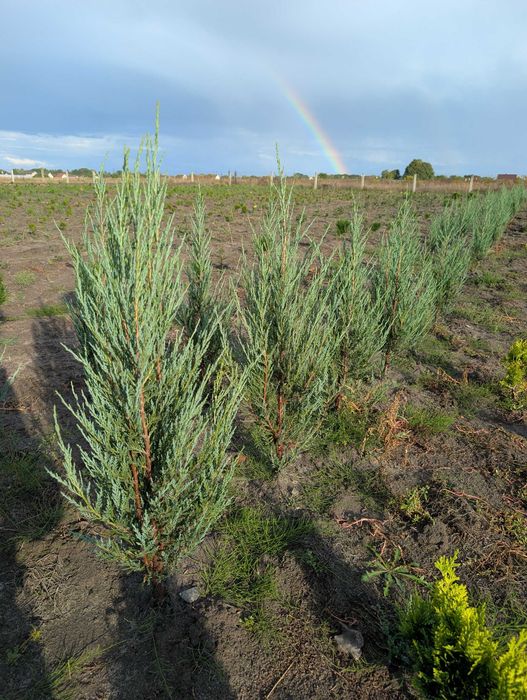 Ялівець Блю Ероу. Кипарис. ТУЯ МІККІ. Вічнозелені рослини. Туя Самшит