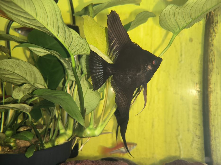 Escalar Negro - Possíveis Casais