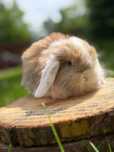 Królik miniaturka króliczek mini lop baranek miniaturowy hodowla