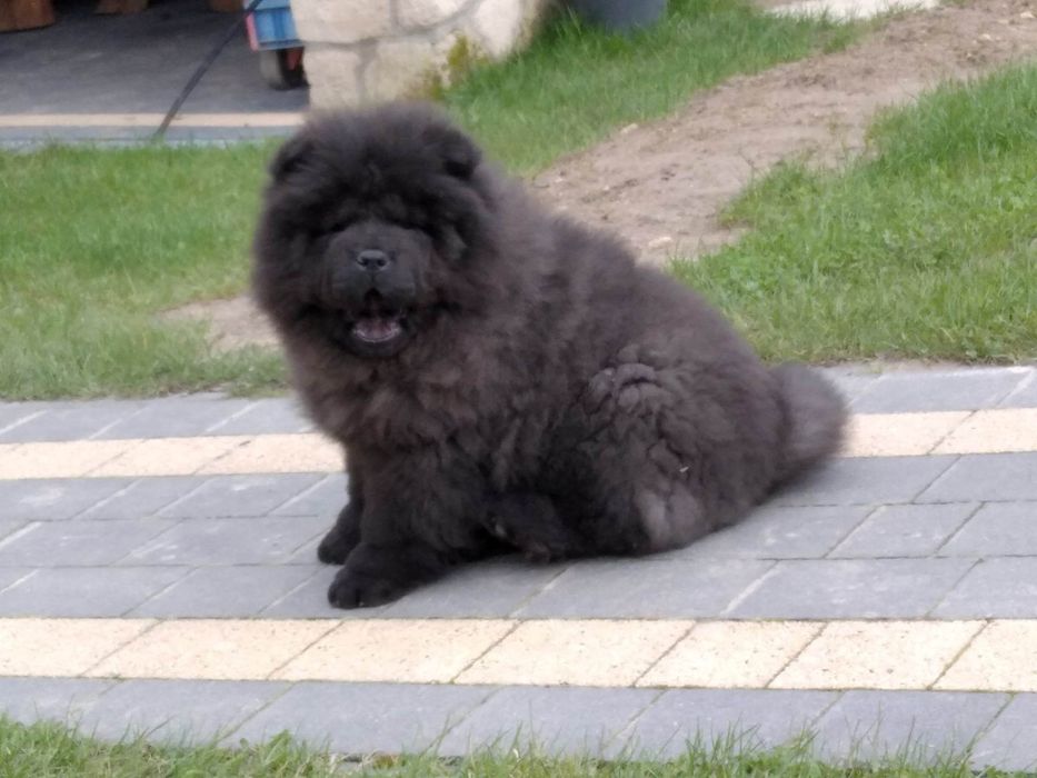 CHOW CHOW piesek