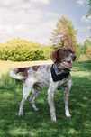 Bruno - przyjazny, 4 letni wyżeł do adopcji!