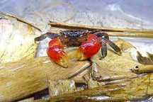GB Krab mangrowy  (Sesarma mederi – Krab Mangrowy)