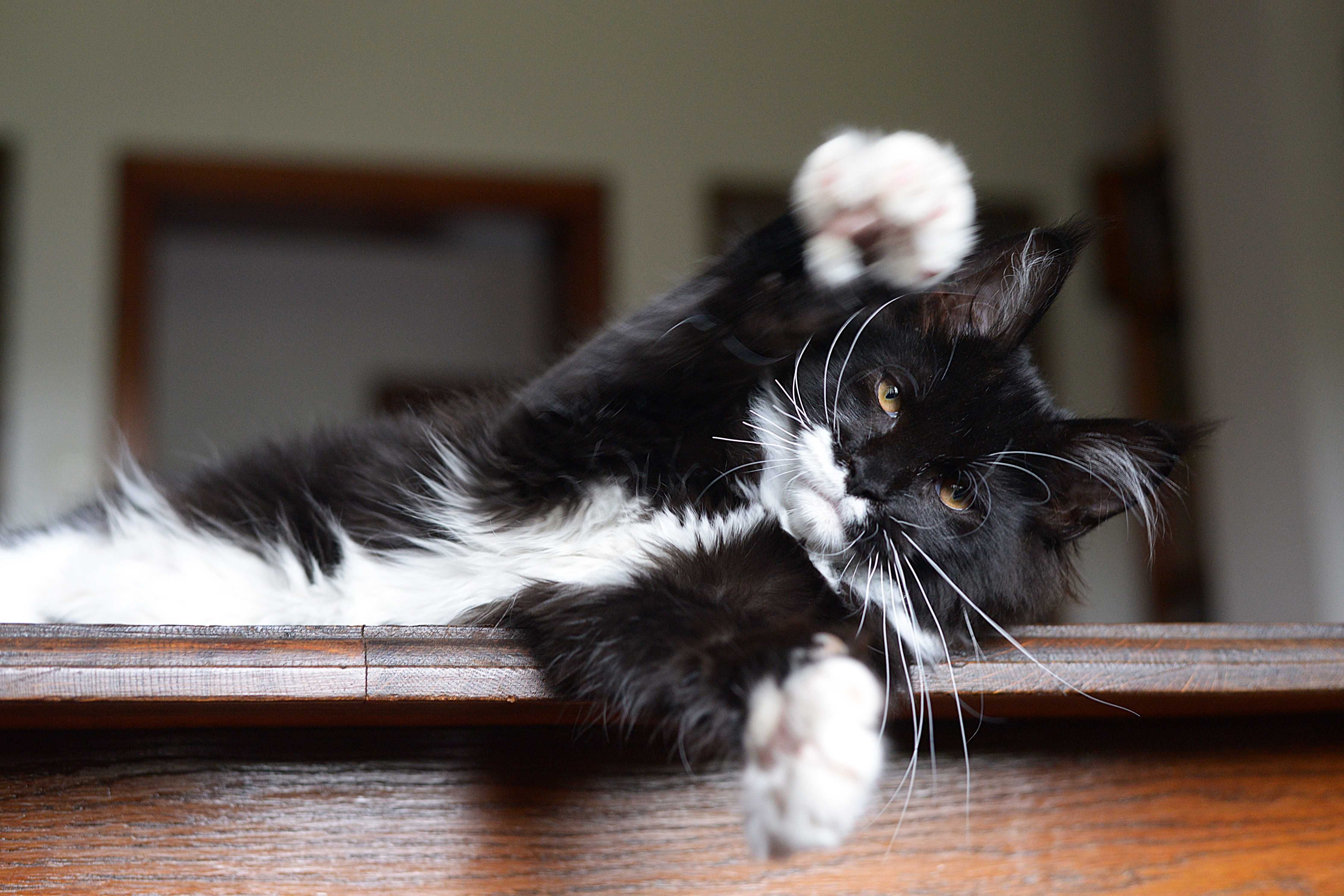 Koteczka maine coon gotowa do odbioru. Ostatnia z miotu.