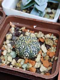 Астрофитум,Astrophytum asterias Super Cabuto