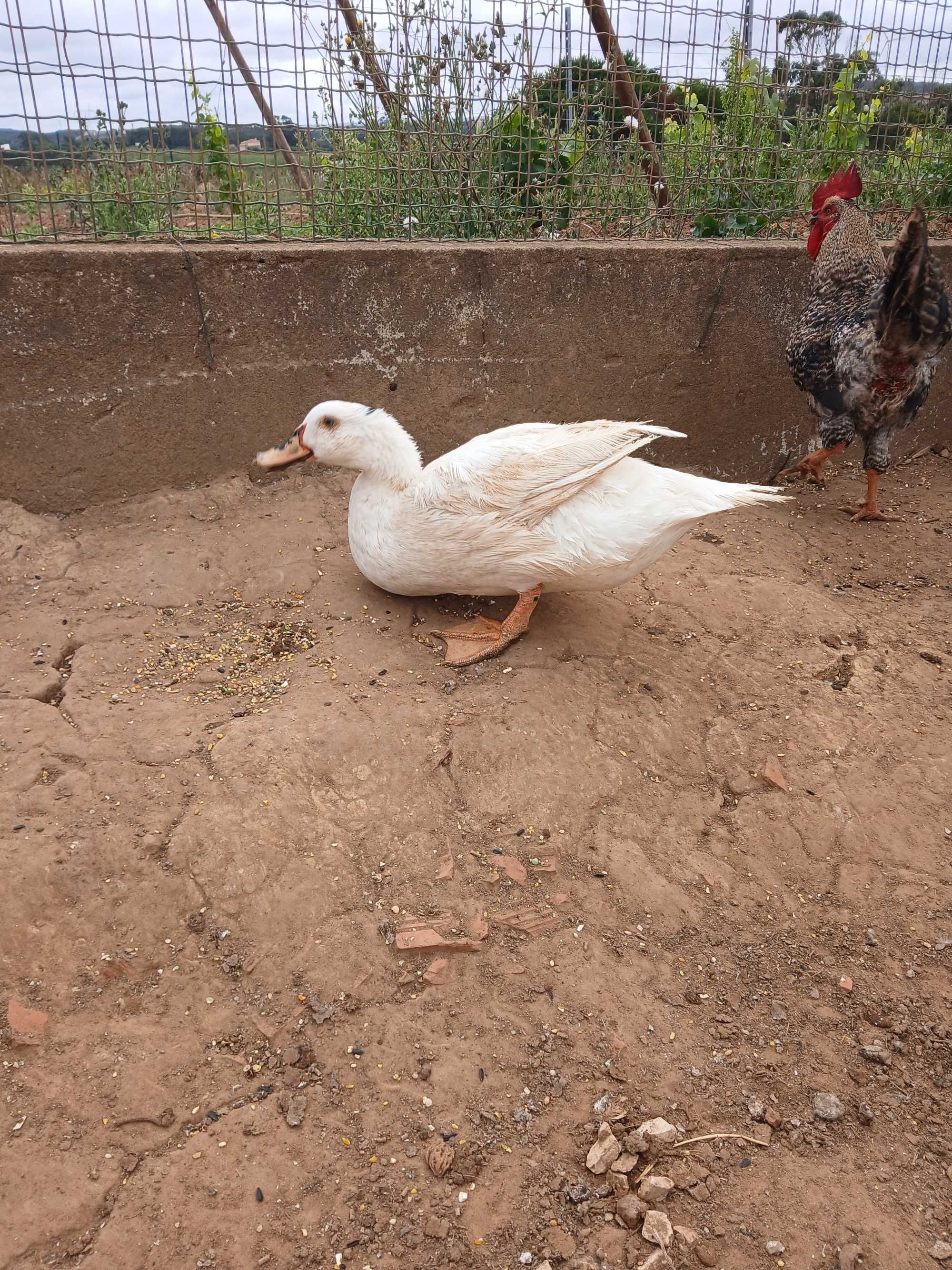 Pato e Galo mudança de dono