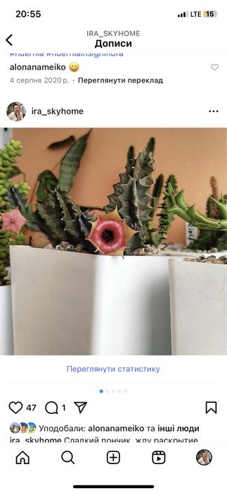 Гуэрния, ластовневые. Гуернія Ольга. Орбея, стапелія