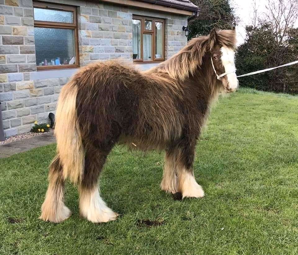 Gypsy Cob/ hodowla koni cygańskich/Imprinting