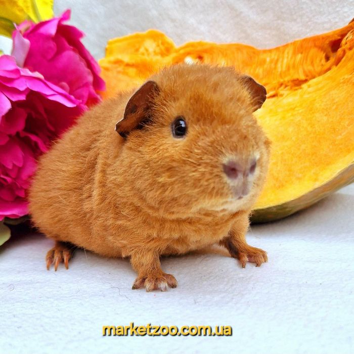 Шикарна яскрава дівчинка тедді,морская,морська свинка,морские,морські