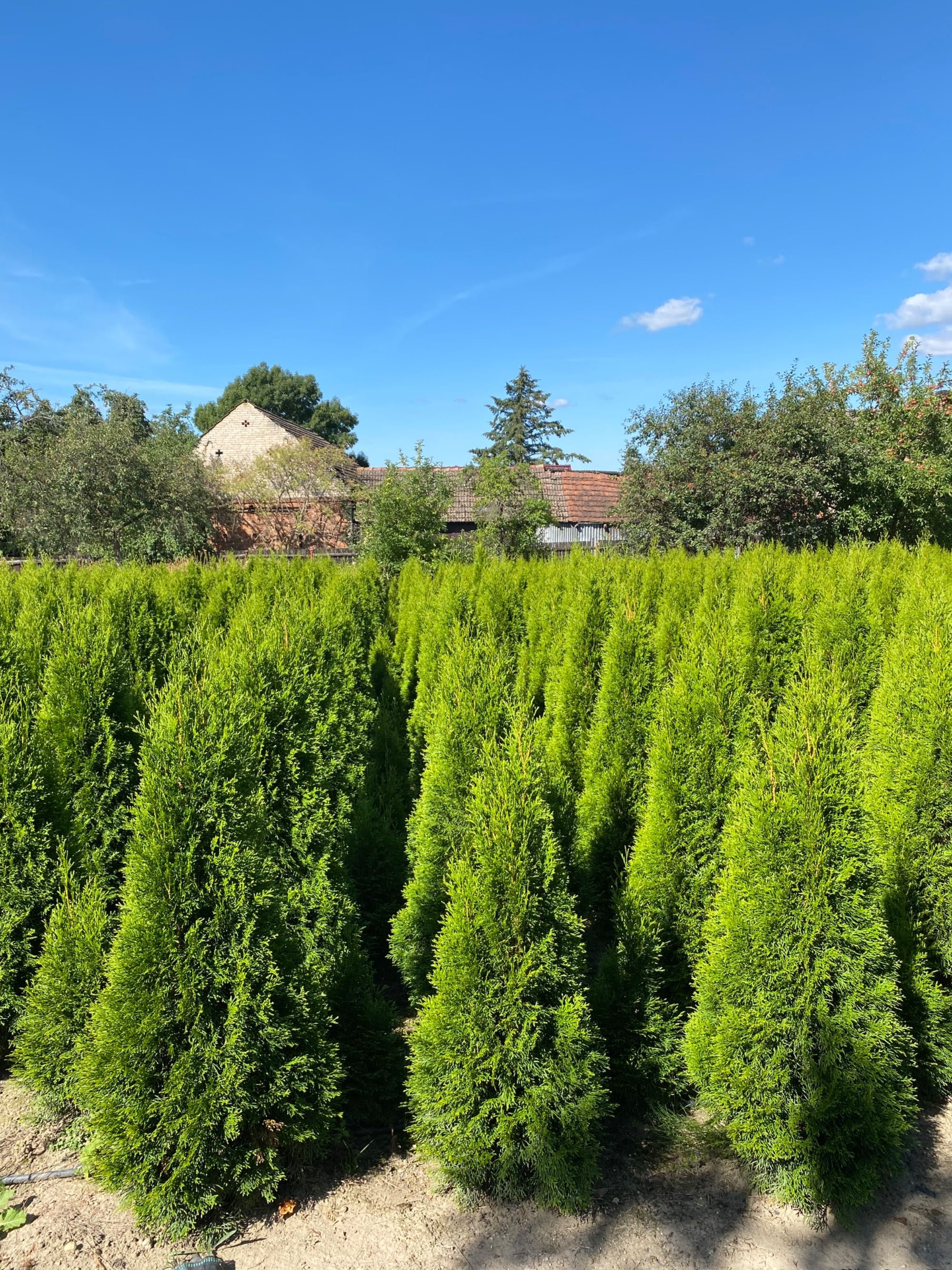 Tuja Szmaragd Thuja 150cm/Thuje smaragd ! Producent! Szerokie tuje!