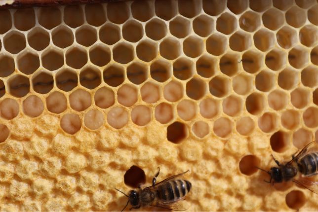 Бджолопакети сім‘ї(пчелопакети )