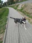Kokos – energiczny psiak w  typie husky szuka kochającego domu!