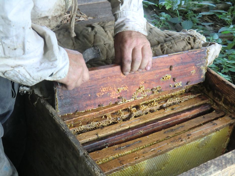 Продам бджолопакети (українська степова)