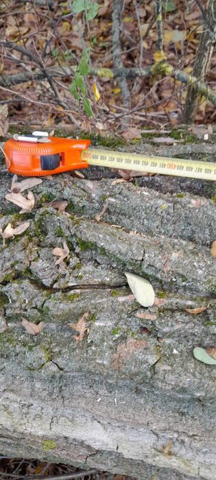 Drzewo Topola - Średnica 2m / długosc 5m