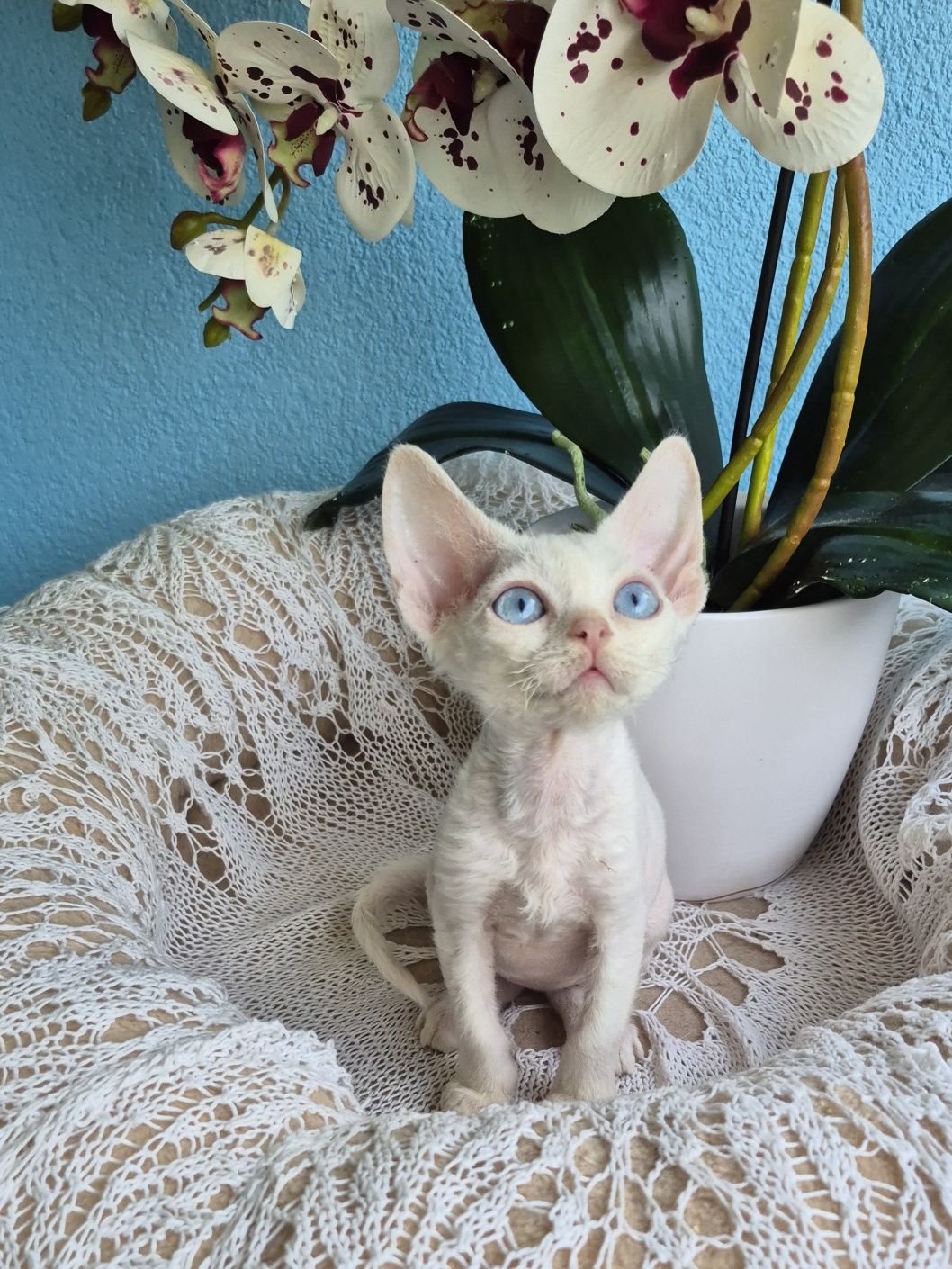 Kocurek Devon Rex FPL