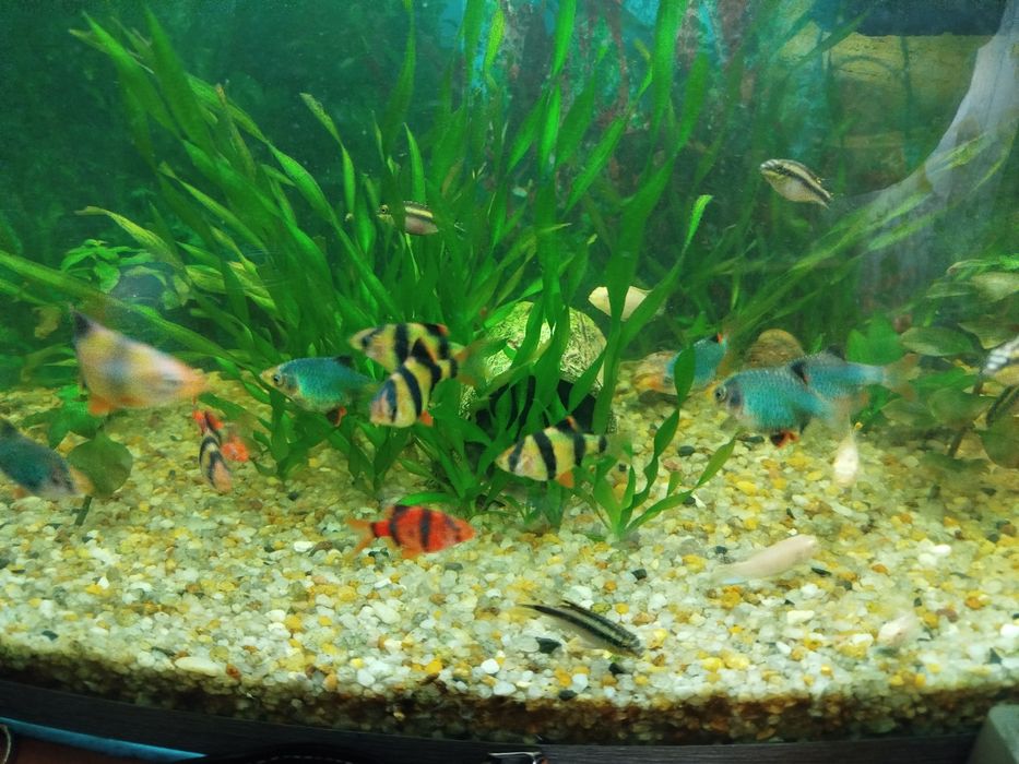 Продам рибок дорослих ,барбуси