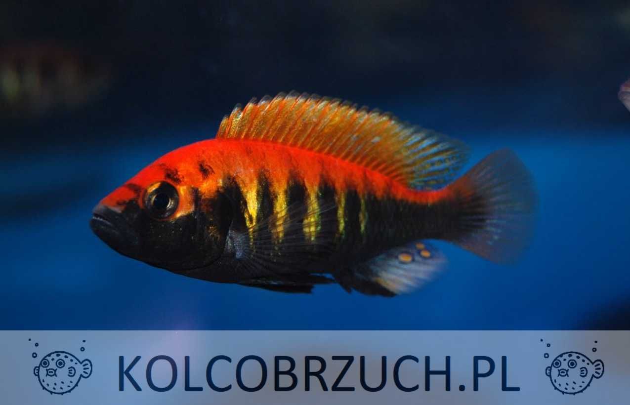 Pundamilia nyererei - dowozimy do klienta, wysyłamy