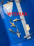 Karpie koi do oczka wodnego butterfly legalna szybka wysyłka