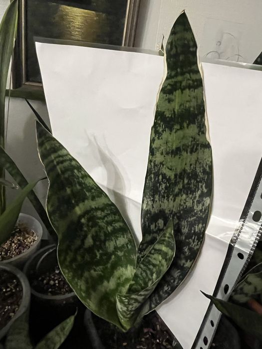 рідкісна сансівієрія аубрутіана блю з центральною варієгатніст