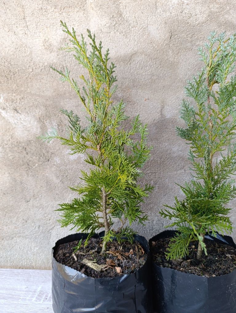 Cyprysik Lawsona 'Alumii' 50 cm