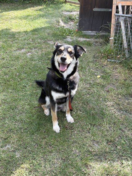 Oddam 5 letniego psa