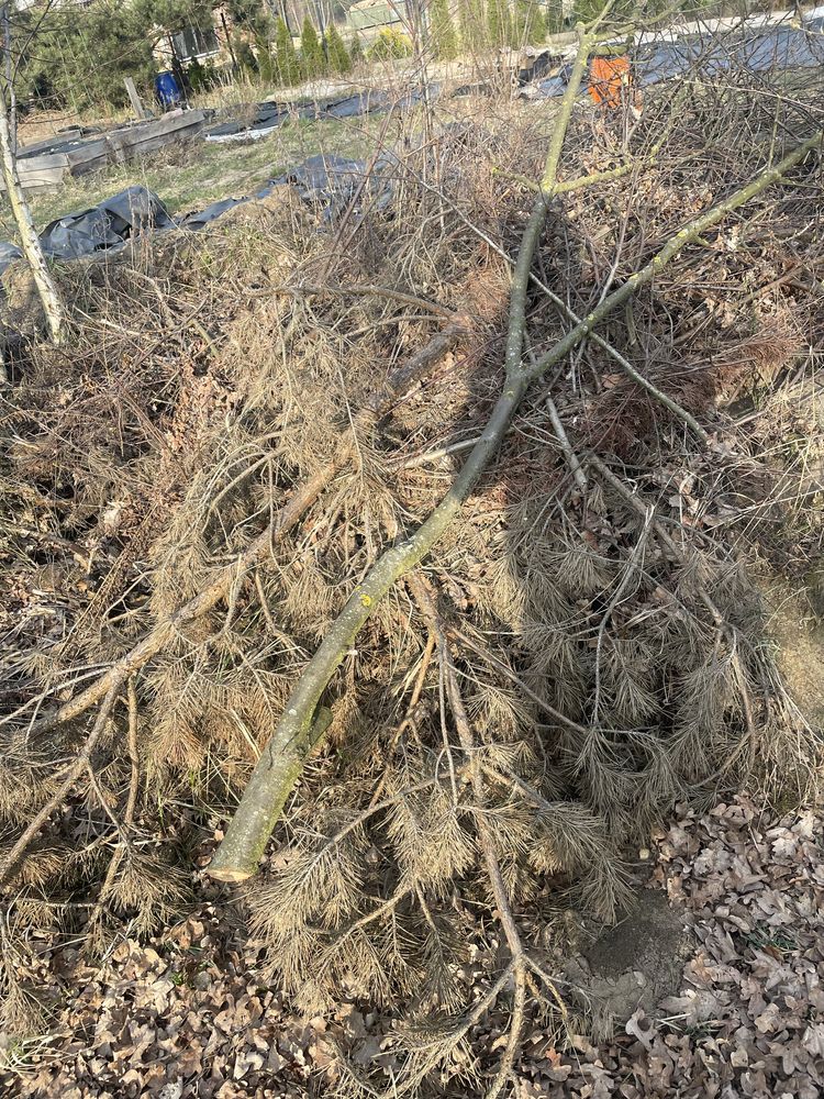Galezie suche oddam za darmo