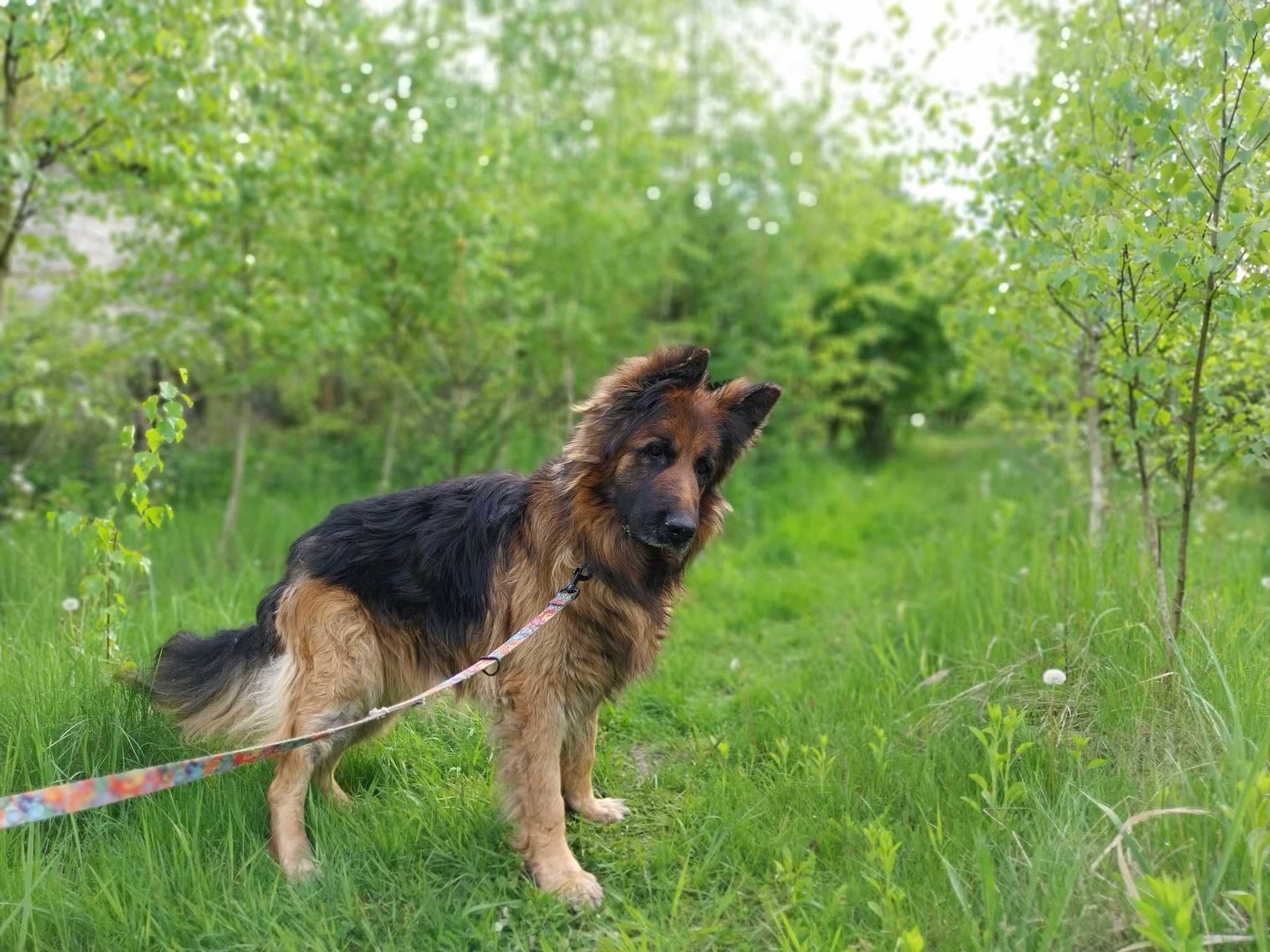 Rambo łagodny pies w typie Owczarek niemiecki szuka domu | 9 lat 50 kg