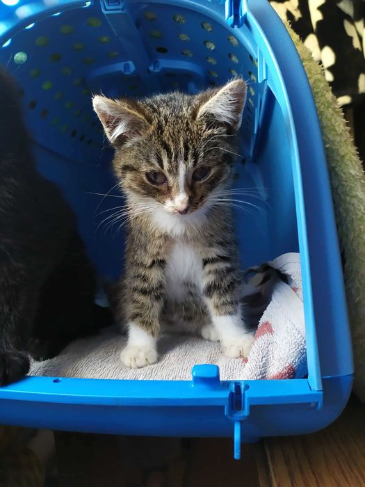 Kochane kotki szukają domów