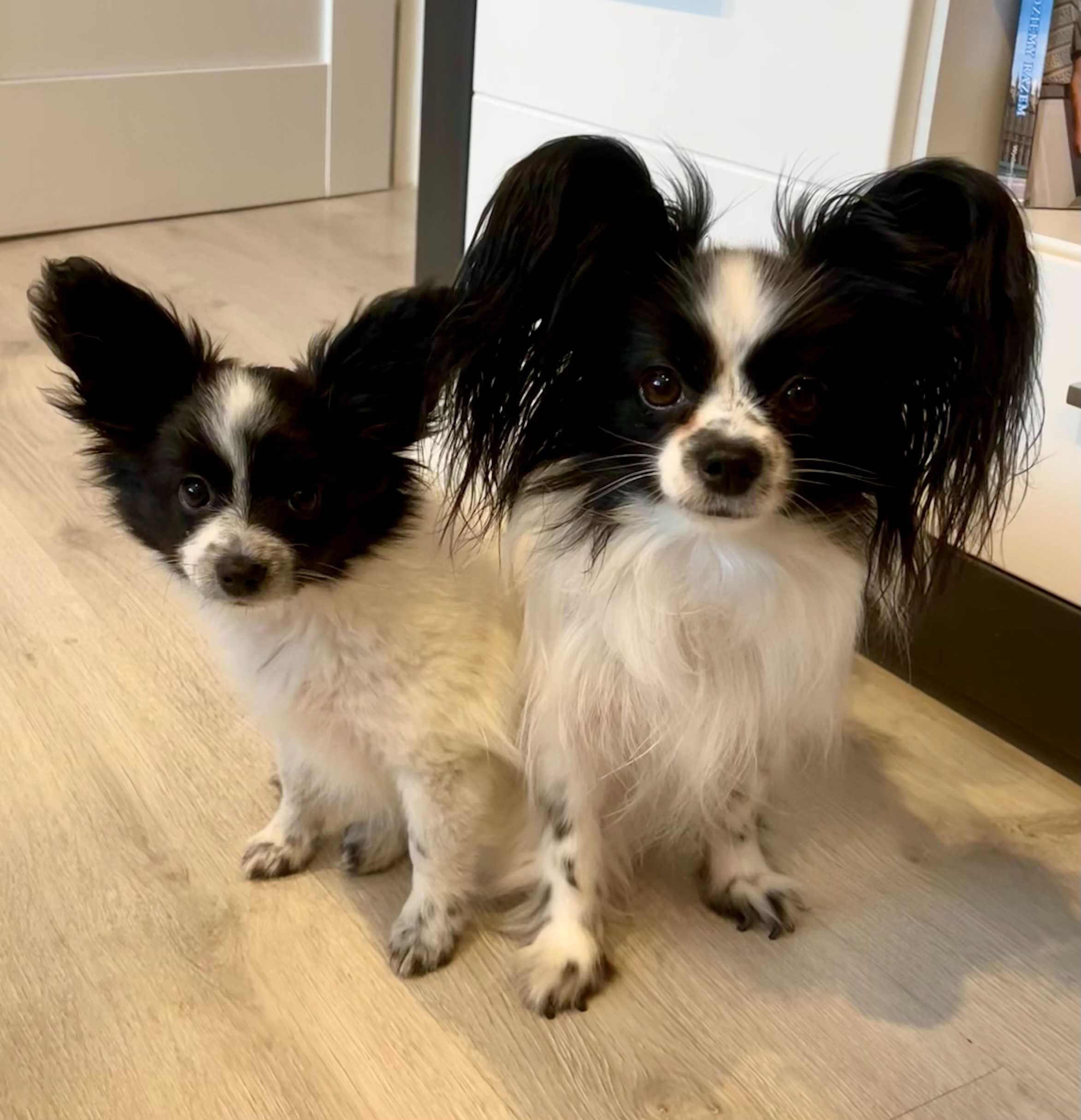Papillon- cudna sunia