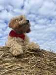 Cockapoo szczeniak